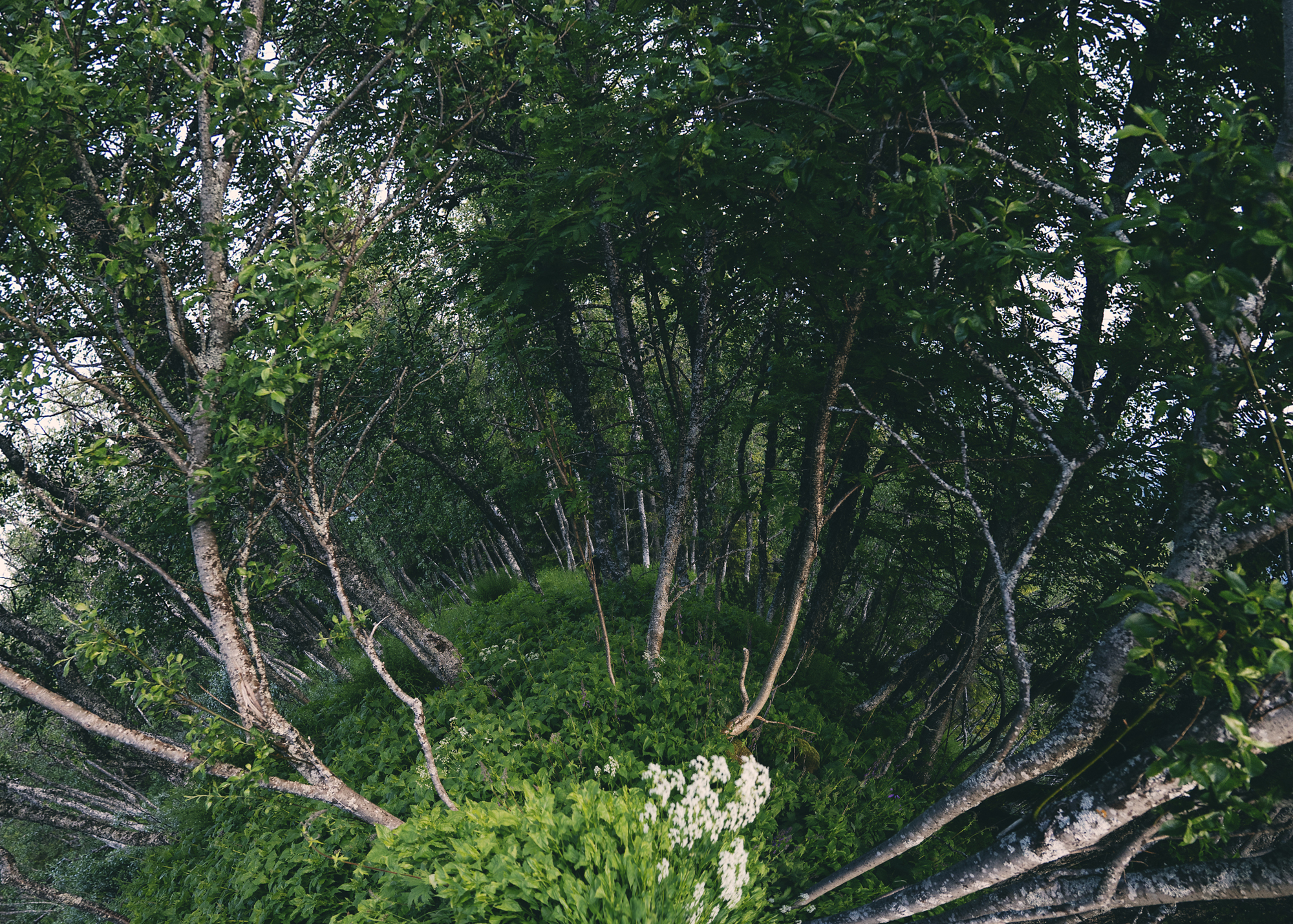 A natural landscape